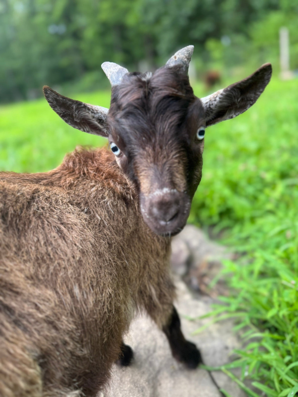 Benjamin the Bouncy Goat: The Story of a Lucky Little Goat
